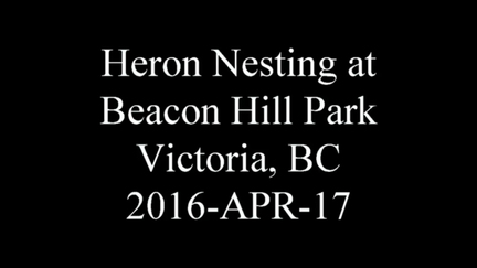 20160418 heronatbeaconhillpark
