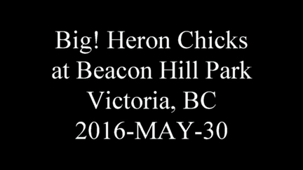 20160530 heronatbeaconhillpark