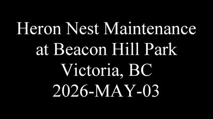 20260503 herons-nestmaintenance