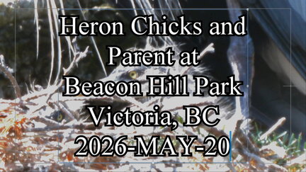 20260520 heronchickandparent