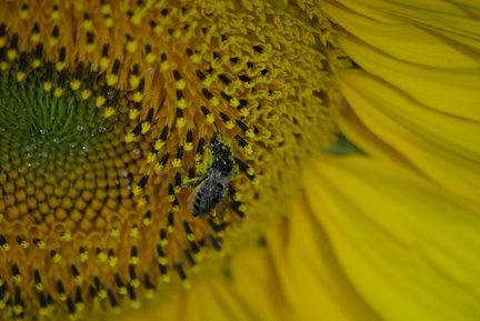 2011-09-10 17-36-00 - IMGP8692